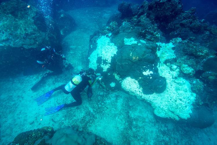 FGBNMS diver Marissa Nuttall and coral researcher Dr. Sarah Davies (UNC) sampling corals affected by the mortality event, under a sanctuary permit. (Image: FGBNMS/Schmahl)