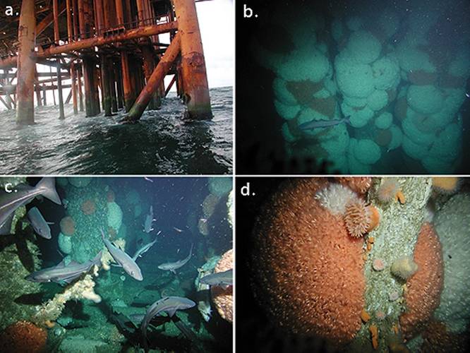 Figure 1: The cold-water coral Lophelia pertusa can rapidly colonize anthropogenic substrates such as North Sea oil platforms. (a) The steel structure of the Heather platform¬¬ at sea level. (b) Dense coral cover on the platform’s legs. (c) Coral colonies growing just above the large drill cuttings pile accumulated below the platform. (d) View of coral colonies showing closely-packed polyps. Photographs courtesy of Lundin Britain Ltd. Figure reproduced from Roberts JM, Wheeler AJ, Freiwald A, Ca