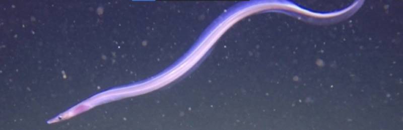 Figure 6: Dogface Witch Eel: Images from various lander deployments to provide examples of image quality and unique species observed. (Photos by Ashley Nicoll, Scripps Institution of Oceanography/UCSD.)
