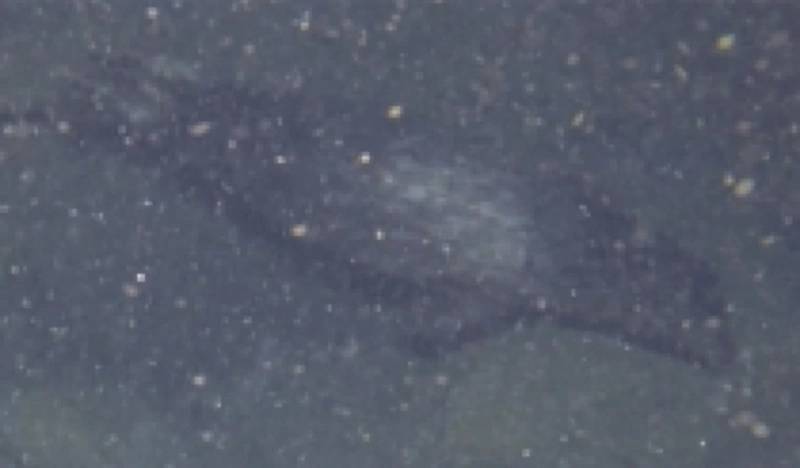 Figure 6: Harbor Seal: Images from various lander deployments to provide examples of image quality and unique species observed. (Photos by Ashley Nicoll, Scripps Institution of Oceanography/UCSD.)
