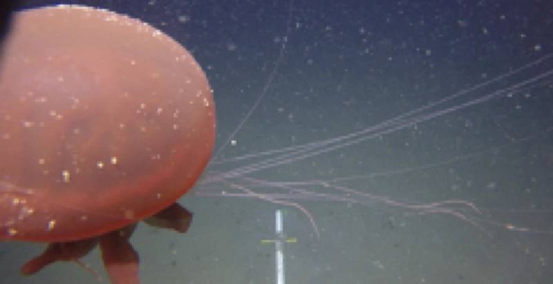 Figure 6: Jelly fish: Images from various lander deployments to provide examples of image quality and unique species observed. (Photos by Ashley Nicoll, Scripps Institution of Oceanography/UCSD.)
