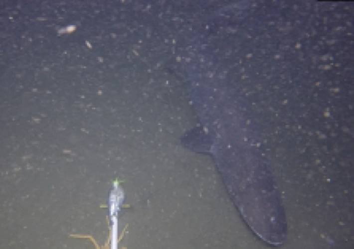 Figure 6: Prickly Shark: Images from various lander deployments to provide examples of image quality and unique species observed. (Photos by Ashley Nicoll, Scripps Institution of Oceanography/UCSD.)
