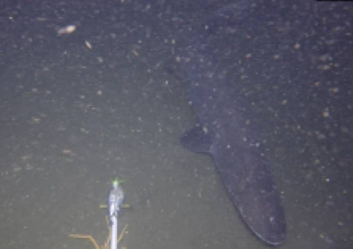 Figure 6: Prickly Shark: Images from various lander deployments to provide examples of image quality and unique species observed. (Photos by Ashley Nicoll, Scripps Institution of Oceanography/UCSD.)
