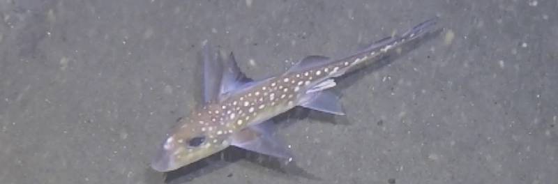 Figure 6: Spotted Ratfish: Images from various lander deployments to provide examples of image quality and unique species observed. (Photos by Ashley Nicoll, Scripps Institution of Oceanography/UCSD.)
