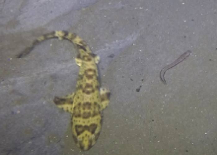 Figure 6: Swell shark and Spotted Cusk Eel: Images from various lander deployments to provide examples of image quality and unique species observed. (Photos by Ashley Nicoll, Scripps Institution of Oceanography/UCSD.)