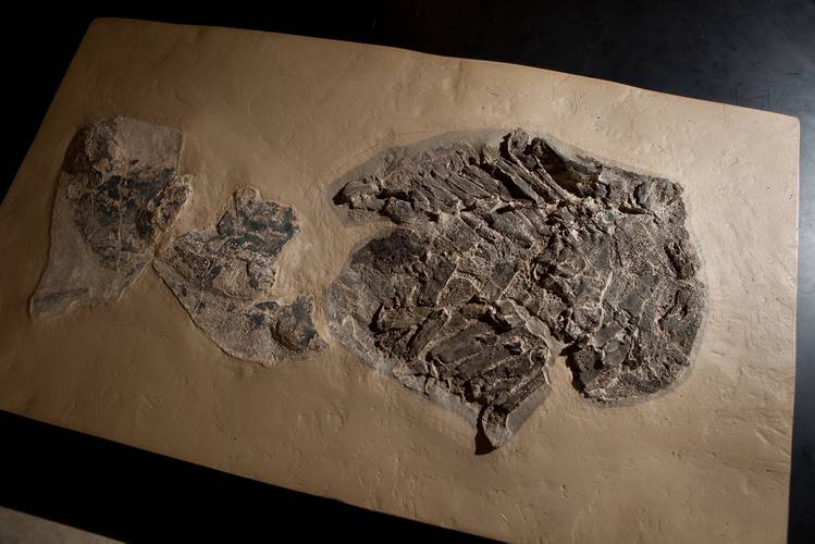 Fossil skeleton of the ancient shark Gladbachus (Credit: University of Chicago)