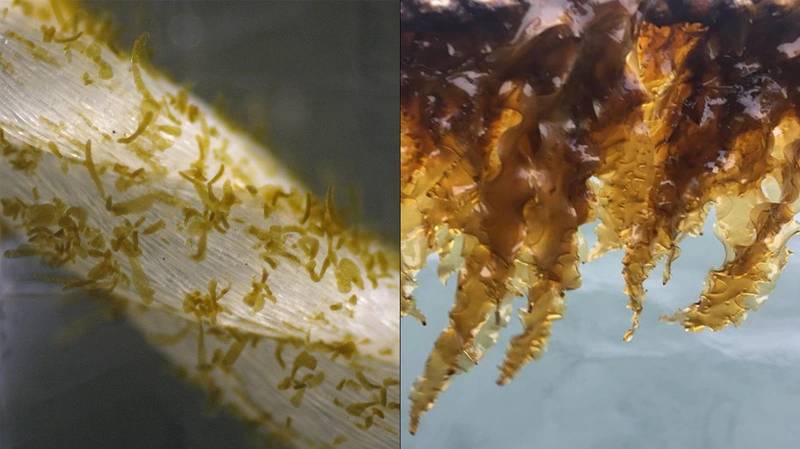 One of the funded projects will develop a breeding program for sugar kelp—Saccharina latissima, one of the most commercially important species—using the latest gene sequencing and genomic resources for faster, more accurate and efficient selective breeding. (Photo: David Bailey, Woods Hole Oceanographic Institution)