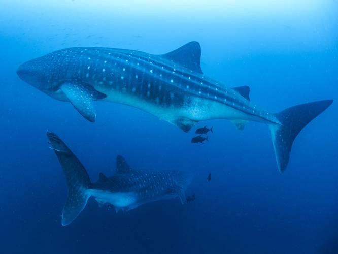 Galápagos Conservation Trust has been working with partners for a number of years to expand the MPA around the Islands in order to protect migratory species such as scalloped hammerhead sharks and whale sharks (pictured). © Simon Pierce/GCT