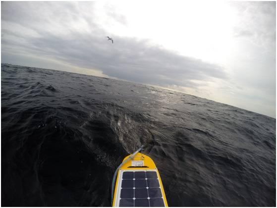 A lone gannet inspects the 25m hydrophone array being towed from the stern of AutoNaut