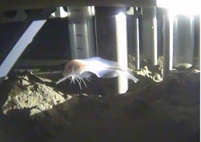 ghost fish (Photo: Schmidt Ocean Institute)