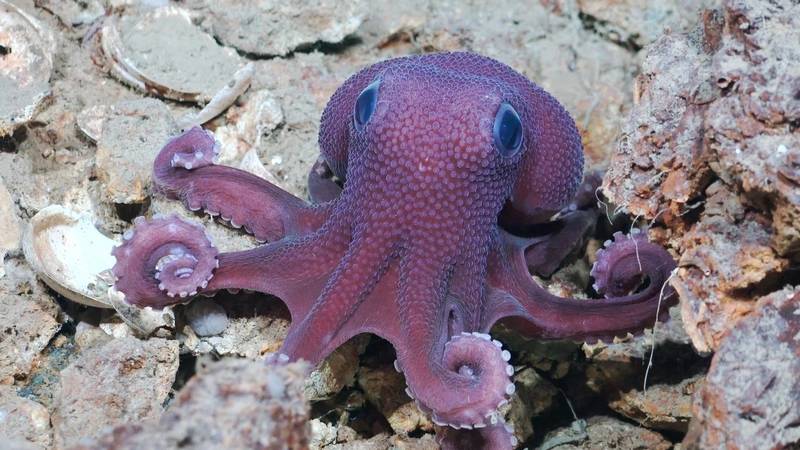 A Graneledone octopus, a suspected new species, moves across the seafloor during a deep-sea ocean expedition off the coast of Trinidad and Tobago. This species was first observed during an expedition Dr. Diva Amon (SpeSeas) participated in 2014, but was not confirmed or collected until this mission. Researchers made dozens of other discoveries on the trip, including at least 20 suspected new species, three of which may be new genera. © ROV SuBastian / Schmidt Ocean Institute