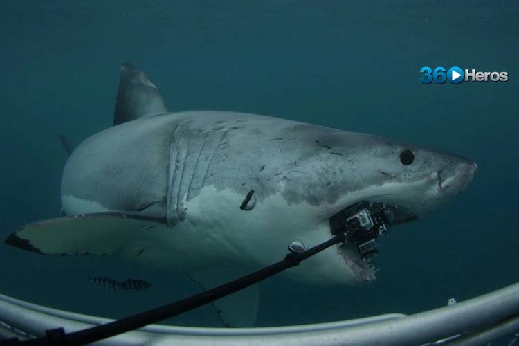 A Great White shark bites a subsea camera while crews filmed for Shark Week (Photo courtesy of 360Heros)