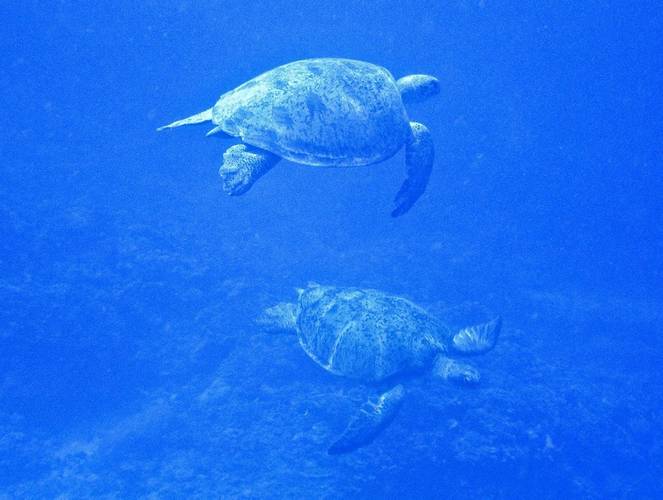 The green turtle is an important species in the marine environment around Curtis Island. © The State of Queensland (Department of Environment and Heritage Protection)
