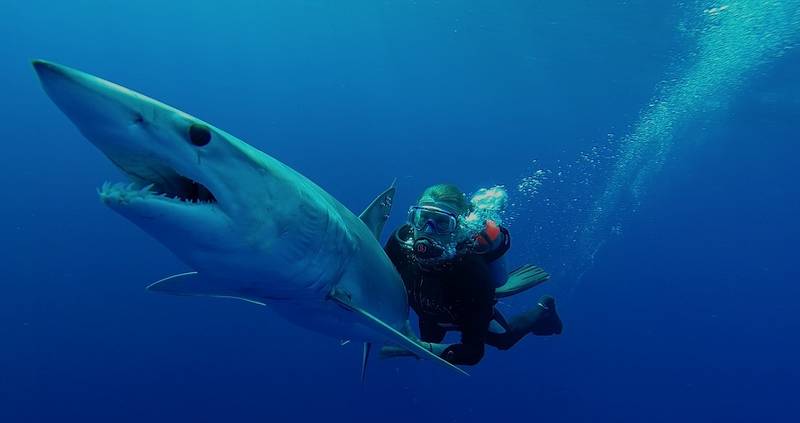     Dr. Guy Harvey with a Tagged Mako Shark (Photo courtesy of the Guy Harvey Foundation)