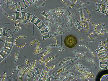 The high diversity of phytoplankton has puzzled biological oceanographers for a long time. There are over 200,000 species of of these tiny marine plants that use sunlight and nutrients to grow and reproduce at the ocean's surface. (Courtesy of Samantha DeCuollo,University of Rhode Island)