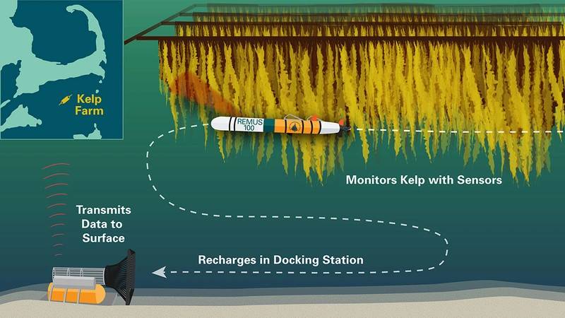 An illustration of the autonomous underwater observation system the WHOI team will develop for extended monitoring of large-scale seaweed farms. A REMUS 100 AUV outfitted with acoustic, optical and environmental sensors will monitor seaweed growth and health, equipment status and water column properties. A REMUS docking station allows the vehicle to recharge and transmit data. (Illustration: Natalie Renier, Woods Hole Oceanographic Institution)