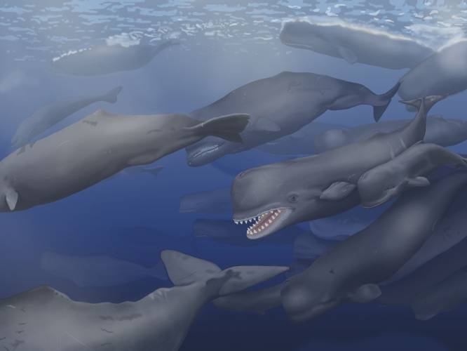 Image: A. Boersma for the Smithsonian