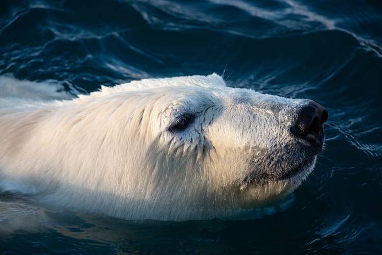 Image copyright Jim McNeill/Global Warrior