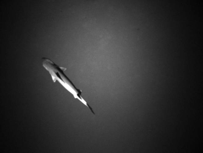 Image of shark swimming at roughly 950m depth. Image captured by Gavia AUV and courtesy of the Turkish Air Force.