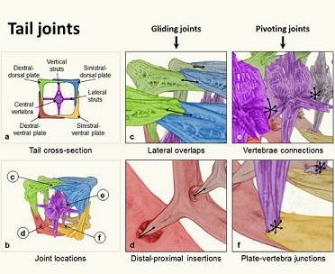 This image shows how joints are connected in the armored plates in the seahorse's tail.