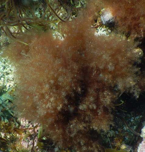 Image of one species of invasive seaweed, Dasysiphonia japonica. (Photo: Amber Litterer/UNH)