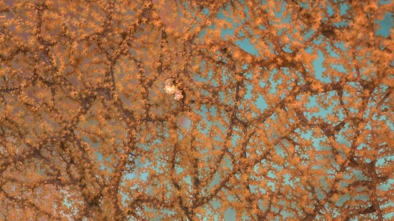 All images courtesy Schmidt Ocean Institute
