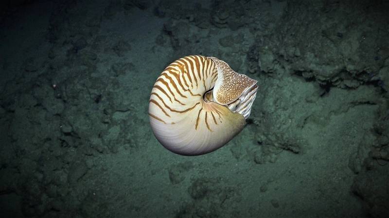 All images courtesy Schmidt Ocean Institute