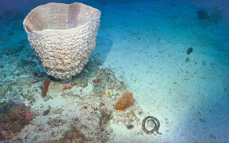 All images courtesy Schmidt Ocean Institute