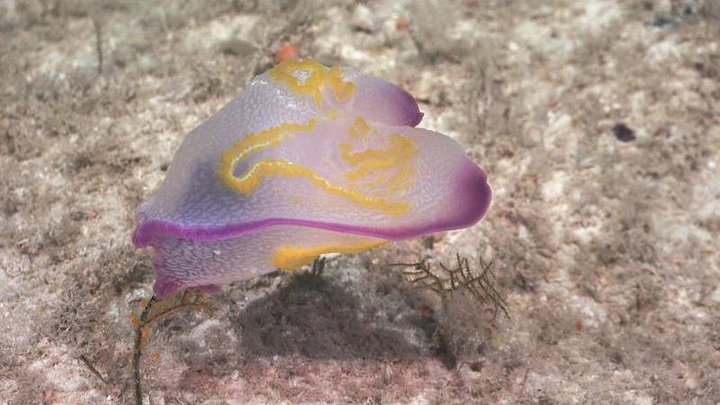 All images courtesy Schmidt Ocean Institute