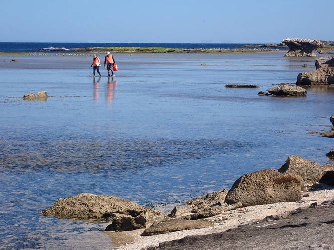 Images of marine molluscs and echinoderms taken at Rottnest as part of the research. Image courtesy Curtin University

