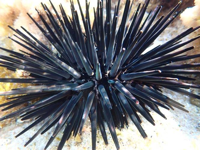 Images of marine molluscs and echinoderms taken at Rottnest as part of the research. Image courtesy Curtin University

