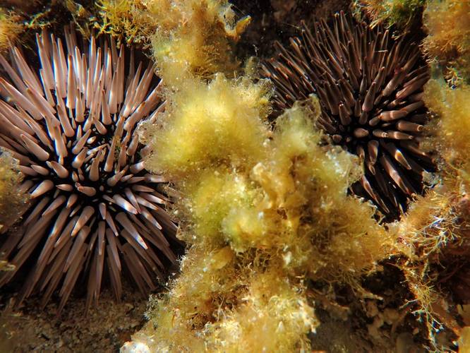 Images of marine molluscs and echinoderms taken at Rottnest as part of the research. Image courtesy Curtin University
