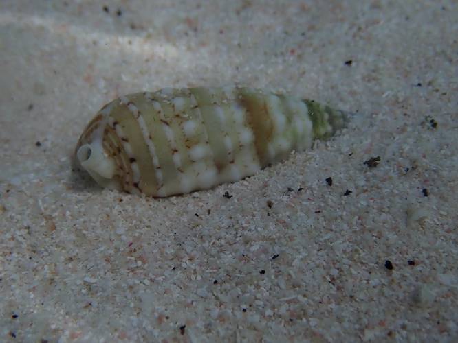 Images of marine molluscs and echinoderms taken at Rottnest as part of the research. Image courtesy Curtin University
