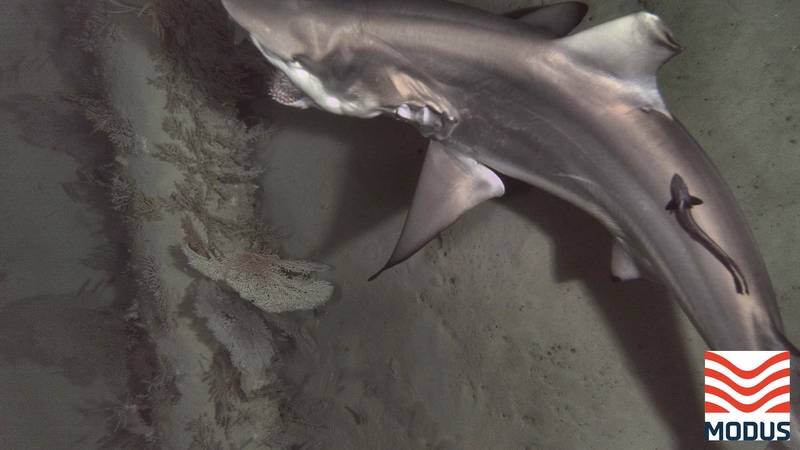 Images: Modus Seabed Intervention