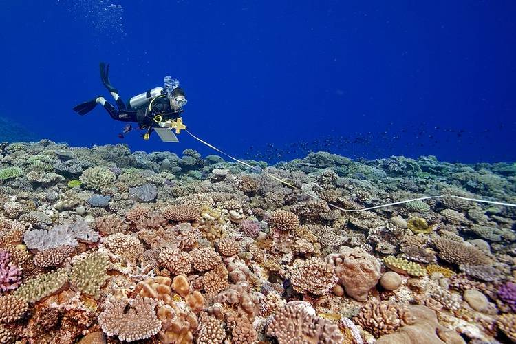©Khaled bin Sultan Living Oceans Foundation/Ken Marks