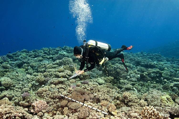 ©Khaled bin Sultan Living Oceans Foundation/Ken Marks