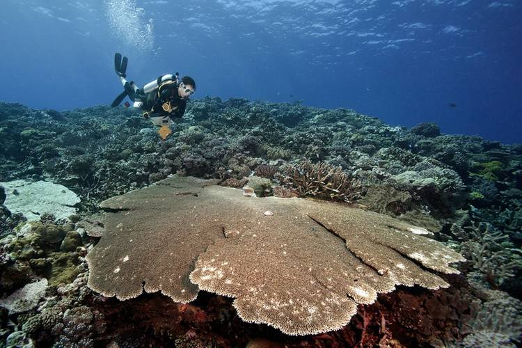 ©Khaled bin Sultan Living Oceans Foundation/Ken Marks