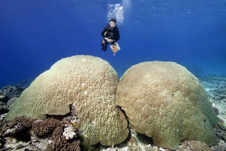 ©Khaled bin Sultan Living Oceans Foundation/Ken Marks