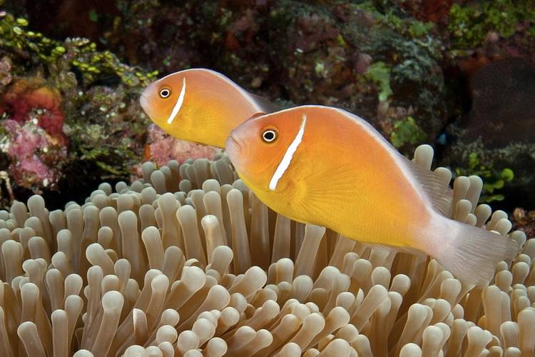 ©Khaled bin Sultan Living Oceans Foundation/Ken Marks