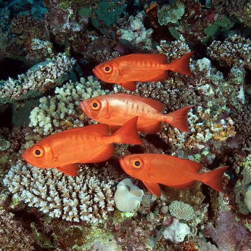 ©Khaled bin Sultan Living Oceans Foundation/Ken Marks