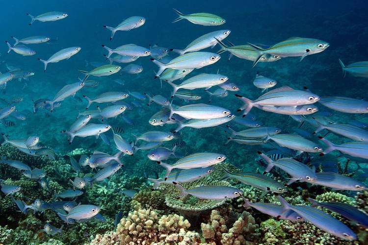 ©Khaled bin Sultan Living Oceans Foundation/Ken Marks