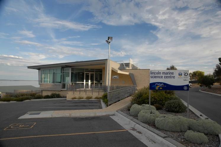 Lincoln Marine Science Centre in South Australia. The paper’s authors partnered with the Lincoln Marine Science Centre in South Australia to examine Deepwater Horizon crude oil impacts to bluefin tuna. (Image: John Incardona, NOAA)