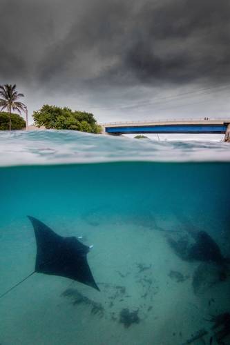 A manta ray swims through the inlet. (Photo credit: Bryant Turffs) 
