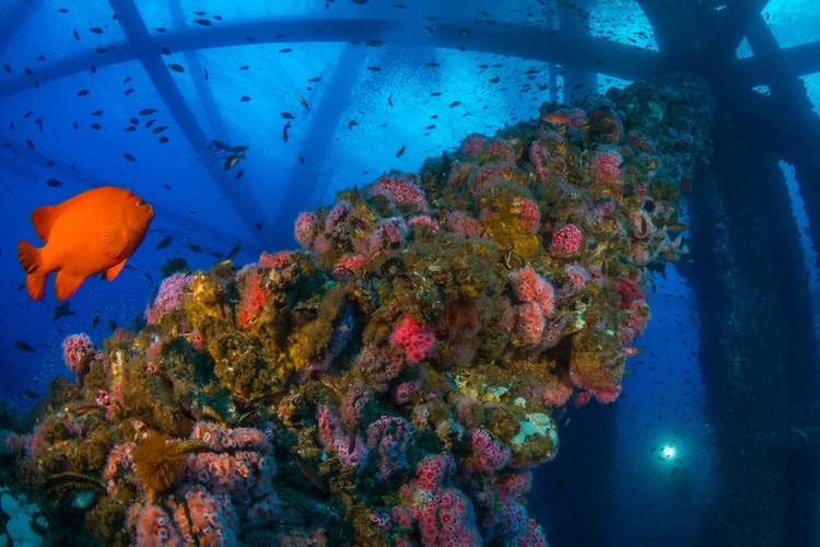 Marine life covers the underwater structure of an offshore oil rig in California. A bright orange garibaldi swims nearby. (Photo: Joe Platko)