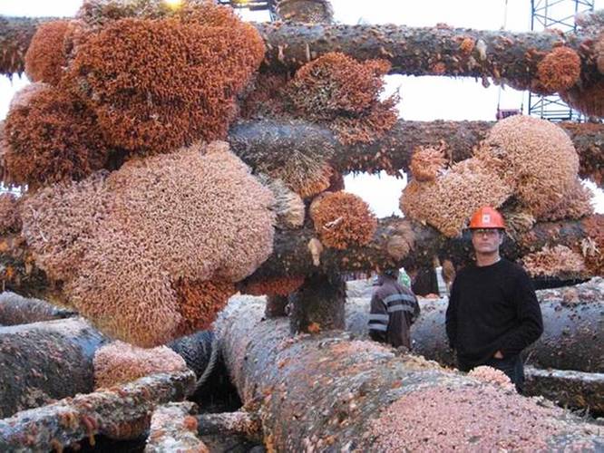 Marine growth on the North West Hutton structure, shown once it had been removed and landed onshore for recycling and disposal. Image from Joe Ferris. 