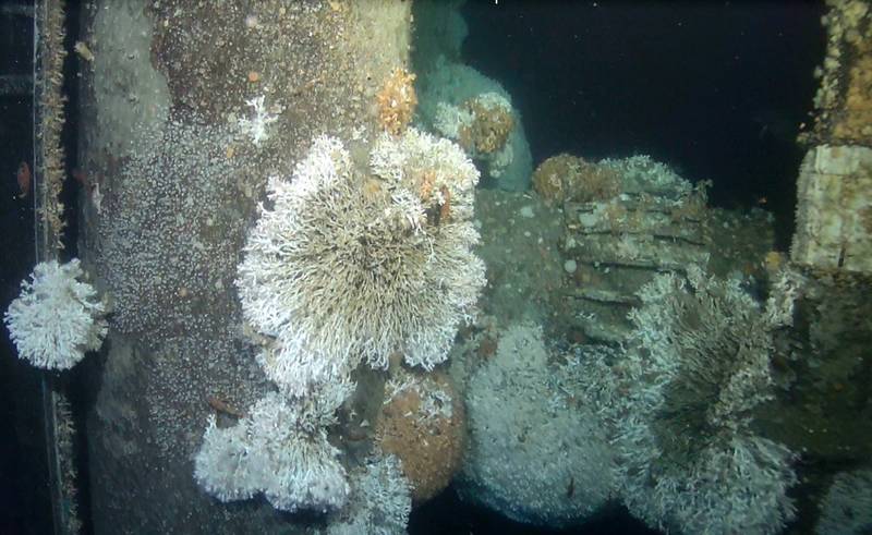 Marine growth on a northern North Sea platform: Large coral colonies where the outer rim of the coral is alive and inner portions are dying back, closely matching coral growth patterns in natural reefs. These complex framework reefs provide habitats for many other animal species. Image courtesy Murray Roberts