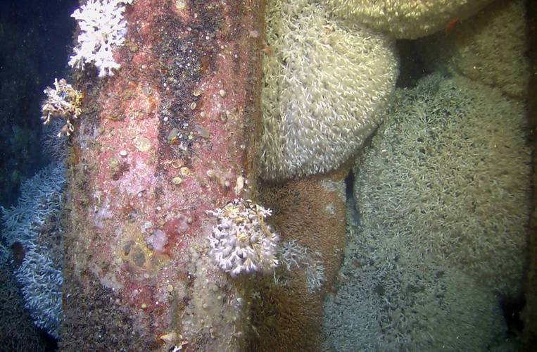 Marine growth on a northern North Sea platform: An illustration of an unusually high proportion of these coral colonies that are alive, and the high density of polyps in these coral colonies. Image courtesy Murray Roberts