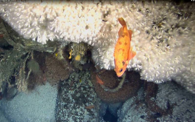 Marine growth on a northern North Sea platform: Redfish above a white Lophelia pertusa coral colony. Image courtesy Murray Roberts