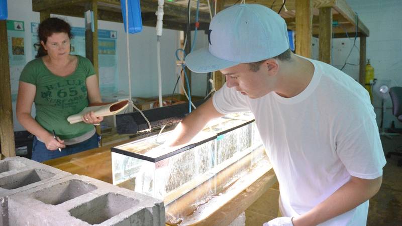 Sean McNally and his mentor at the Bermuda Institute of Ocean Sciences, Rachel Parsons, place corals in the tanks at the beginning of the experiment. (Photo: Bermuda Institute of Ocean Sciences.)