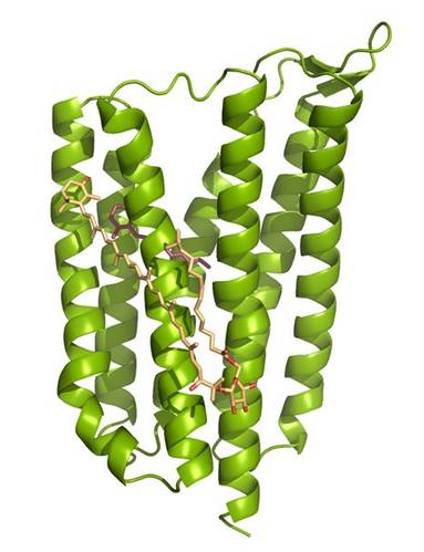 A model of the actinorhodopsin shows the molecules that allow the bacteria to harvest light in brick red. The molecules in pale orange represent the additional protein that may allow actinobacteria to harvest additional wavelengths of light. (Credit: Katrina Forest)
